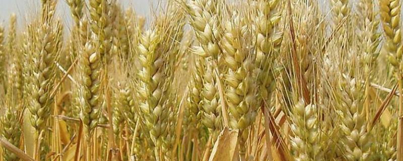 泰麦902小麦种简介，迟播应适当增加播种量