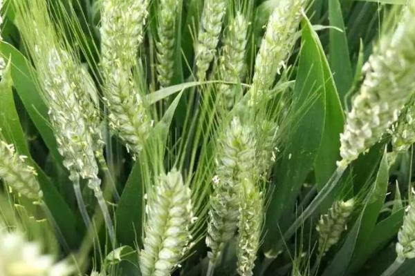 京农14-62小麦品种简介，每亩约10千克尿素