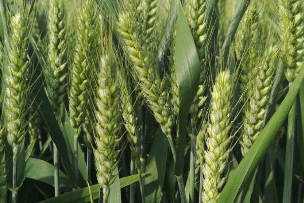 京农14-62小麦品种简介，每亩约10千克尿素