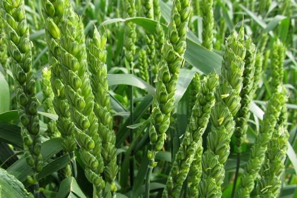 丰德存麦21小麦种子介绍，全生育期223.7天