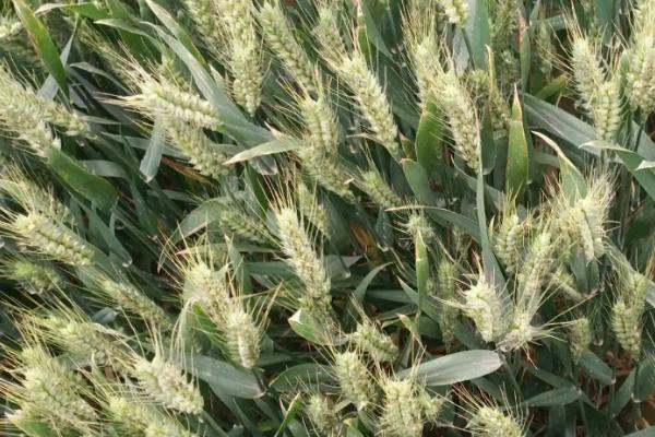 豫农804小麦种子特征特性，全生育期227.9天