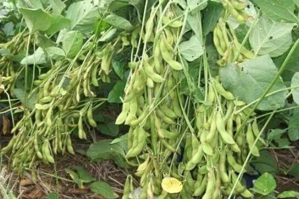 中黄311大豆品种简介，亩种植密度5万株