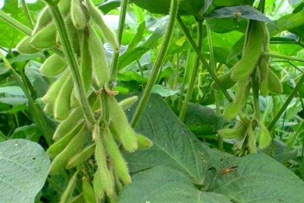 星农20号大豆种子介绍，5月上中旬播种