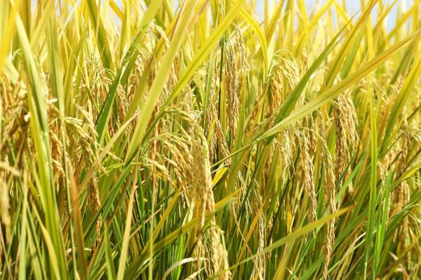红两优奥隆丝苗水稻品种的特性，科学防治病虫