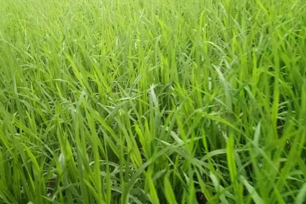 红两优奥隆丝苗水稻品种的特性，科学防治病虫