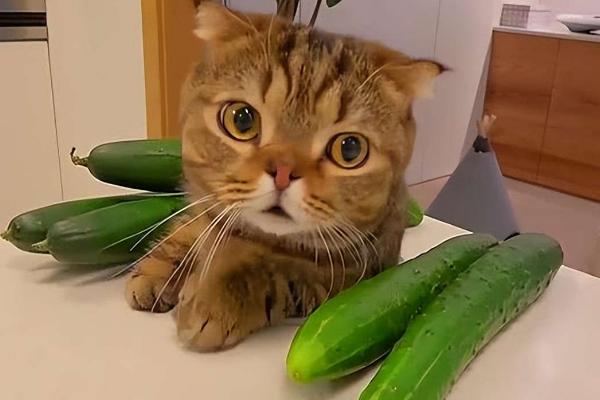 猫为什么怕黄瓜，猫对于绿色的物体很敏感
