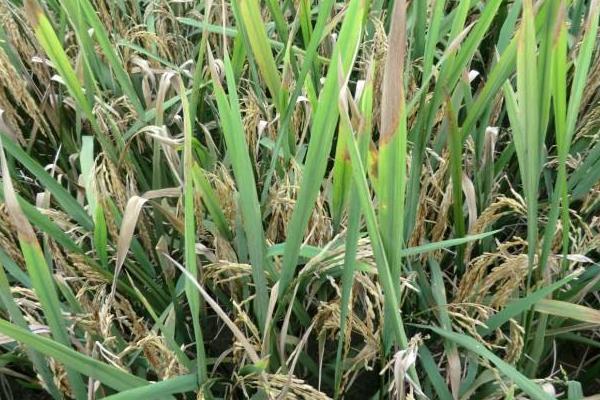荃优洁丰丝苗水稻品种简介，每亩插足基本苗8万左右