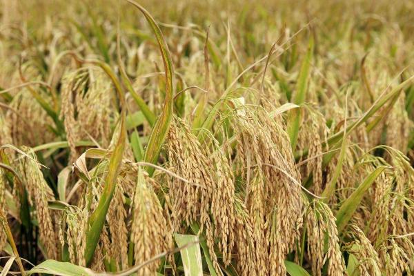 荃两优洁丰丝苗水稻种简介，每亩有效穗数15.7万穗