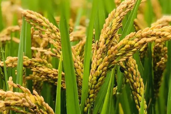 东富401水稻种子特征特性，全生育期142.4天