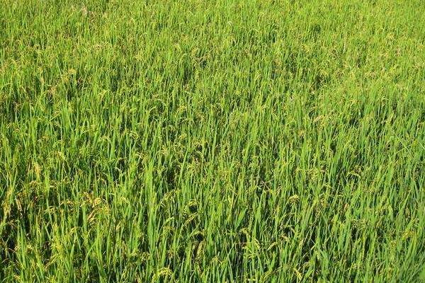 玮两优隆占水稻品种的特性，全生育期153.3天