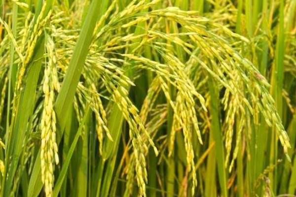 玮两优隆占水稻品种的特性，全生育期153.3天