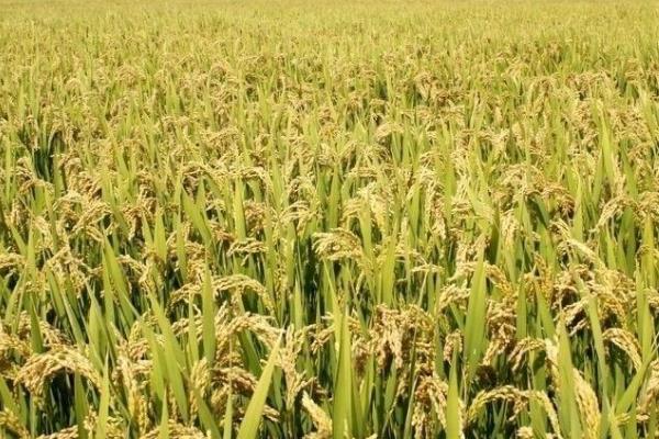 贵优9822水稻种子特点，每亩有效穗数19.4万穗
