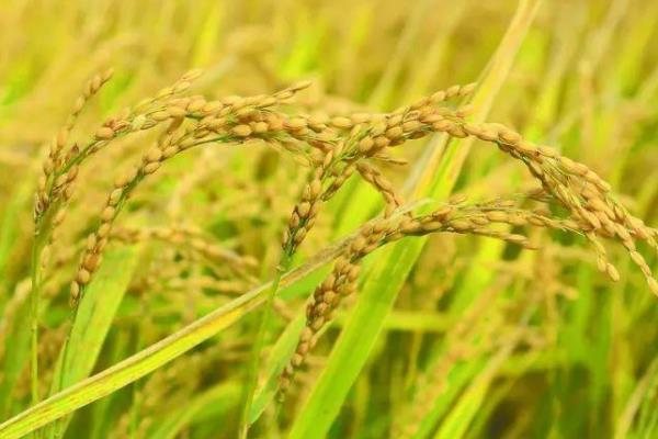 苏秀885水稻种子特征特性，全生育期148.5天