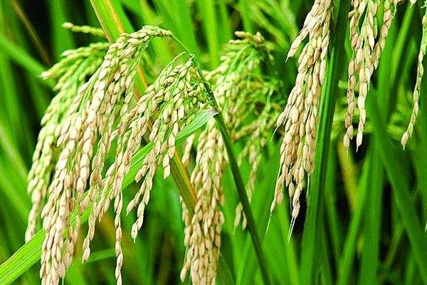 长优34水稻种子特征特性，苗期要注意灰飞虱的防治