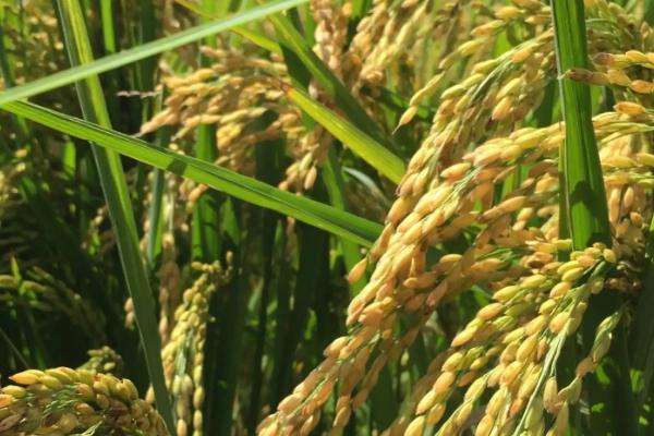 长优1674水稻品种的特性，粳型三系杂交水稻品种