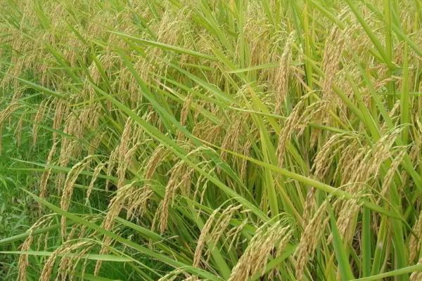 苏秀885水稻种子特征特性，全生育期148.5天