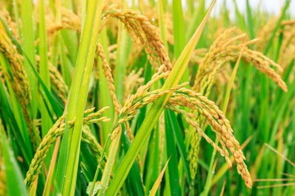 楚两优6号水稻品种的特性，全生育期119.6天