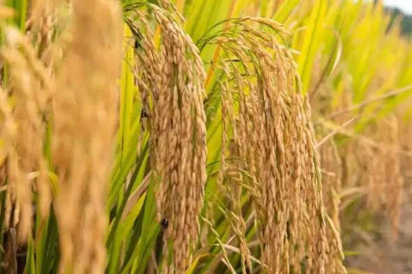 荷优丝苗水稻品种简介，籼型三系杂交水稻品种
