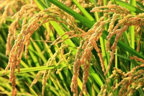 安优靓占水稻种子简介，每亩有效穗数19.8万穗