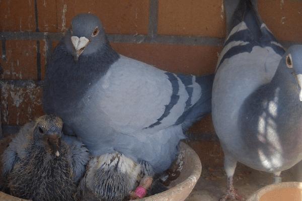 鸽子繁殖期的饲养注意事项，要经常检查鸽子孵化的巢盆