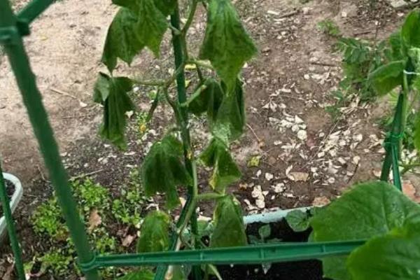 冬春茬黄瓜突然死亡的原因，天气骤变或大水漫灌后均会导致
