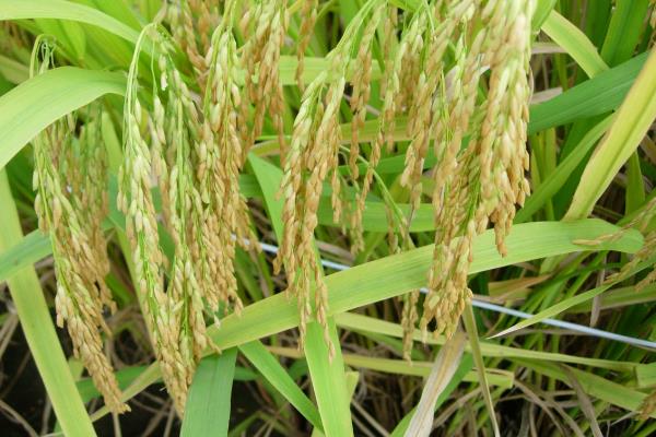 春两优长70水稻种子简介，每亩插植2万穴左右