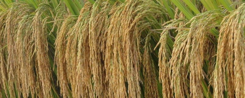 巧两优晶香丝占水稻品种的特性，秧田亩播种量12千克