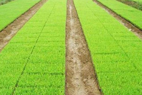 长两优803水稻种子简介，秧田亩播种量8－10千克
