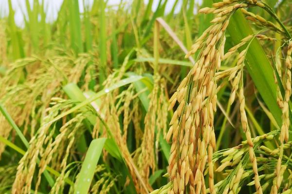 春两优长70水稻种子简介，每亩插植2万穴左右