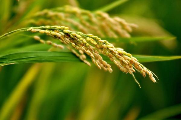 功两优3号水稻种子简介，全生育期126.3天