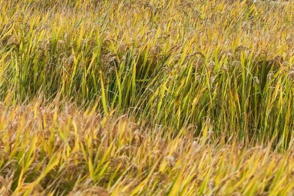 创两优164水稻品种简介，参照当地天优华占同期播种