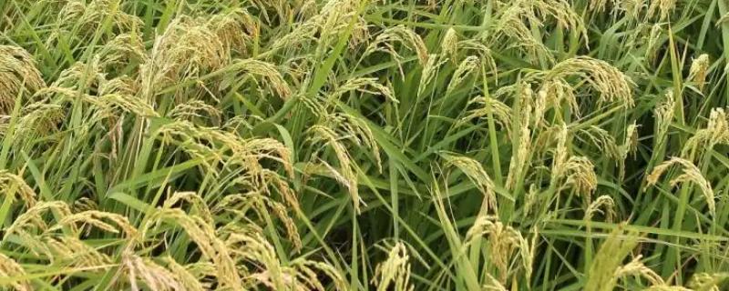 莉两优22水稻品种的特性，3月上旬播种