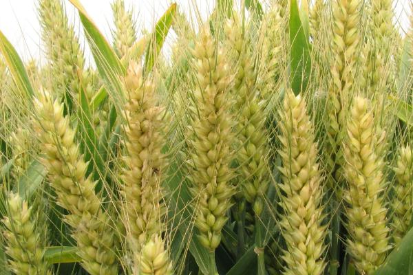 京冬26小麦种简介，一般每亩10公斤尿素
