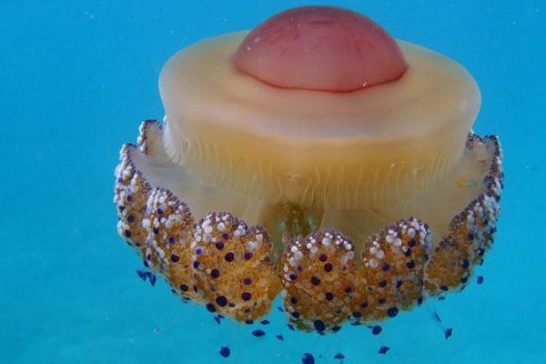 蛋黄水母是什么动物，是一种低等的腔肠动物