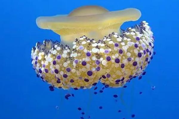蛋黄水母是什么动物，是一种低等的腔肠动物