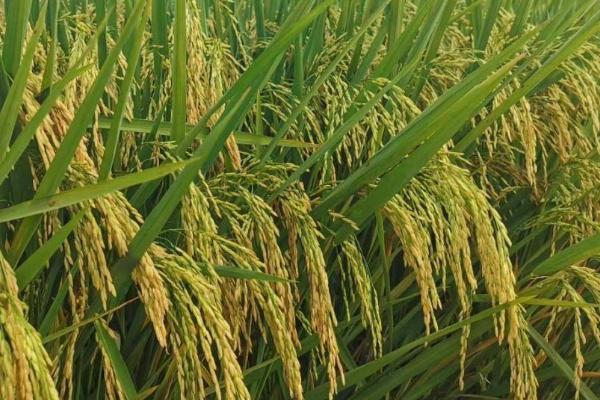 中稻几月播种几月收，通常在9月中下旬开始收获