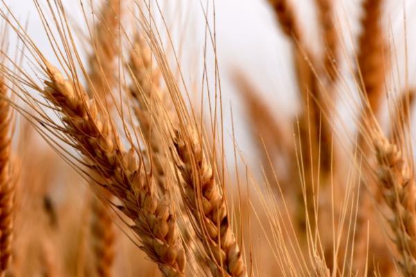 河农128小麦种子特点，平均生育期248天