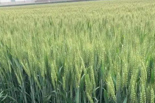 蕾麦118小麦种子特点，该品种属半冬性中熟品种