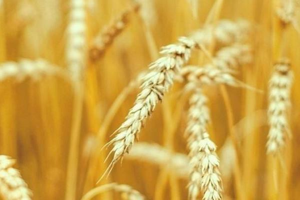 科腾麦16小麦种子介绍，足墒播种