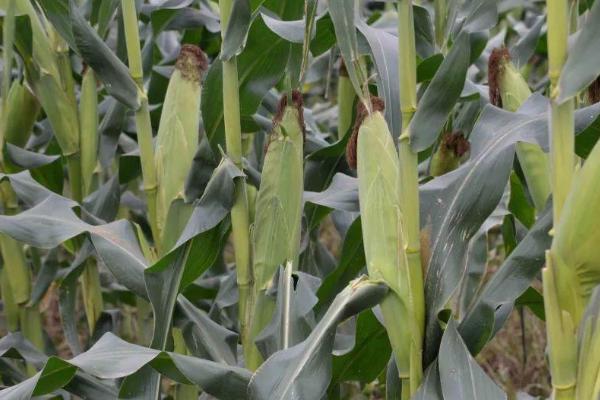 龙生86玉米种子特征特性，注意防治丝黑穗病