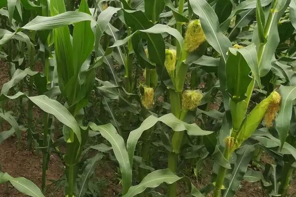 A20玉米品种的特性，注意防治矮花叶病