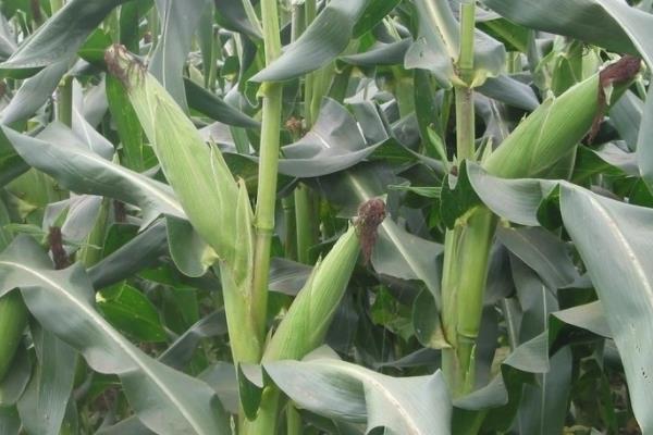 晋鹏玉3701玉米种子简介，适宜播期4月下旬至5月上旬