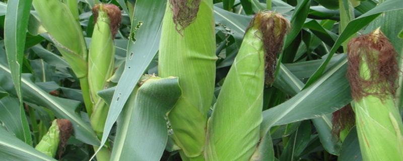 先玉1719玉米品种简介，注意防治矮花叶病