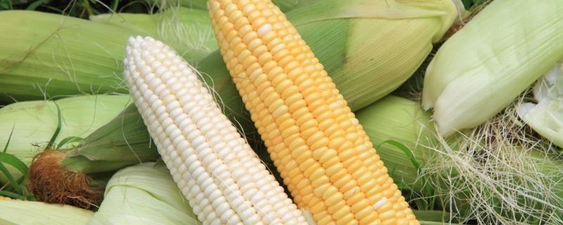 赛德7号玉米种子介绍，适宜播期4月下旬至5月上旬