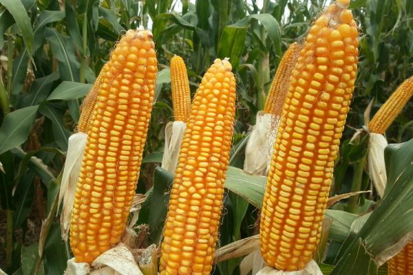 万丰238玉米品种简介，适宜播期为6月5日～20日