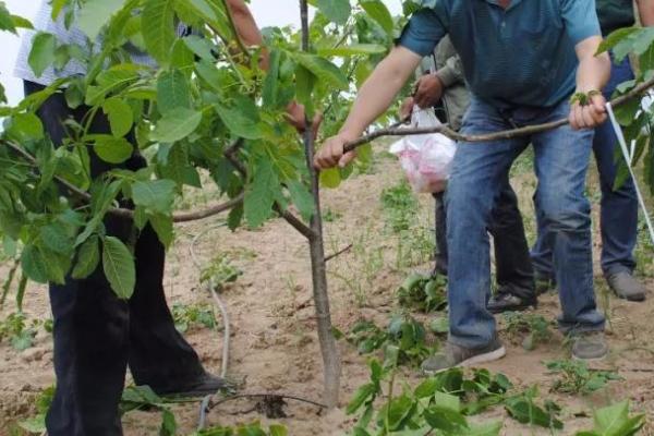 山核桃的栽培技术，定植有播种、人工培育苗木等方式