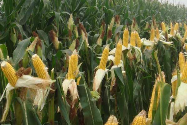 适合山东的高产玉米种，可选郑单958、浚单20、先玉335等