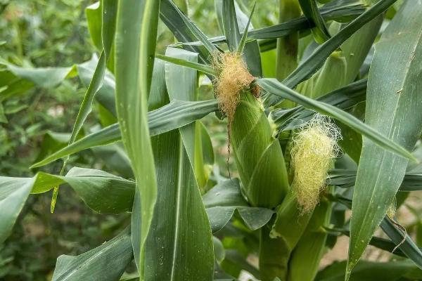 适合山东的高产玉米种，可选郑单958、浚单20、先玉335等