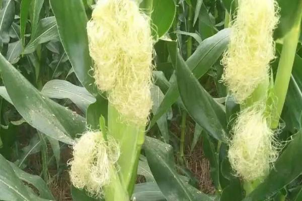 锋玉791玉米品种简介，最适宜播种期为春播