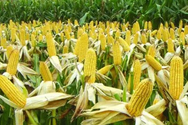 水金玉98玉米种子特征特性，每亩加施复合肥25千克